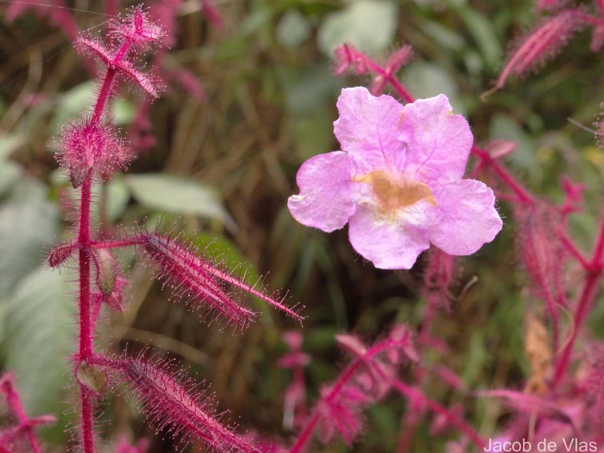 Strobilanthes pulcherrima T.Anderson